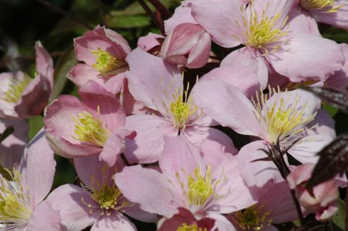 Clematis montana 'Elizabeth'